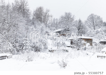 Russian winter landscape with snowy trees Russian winter landscape with snowy trees 55380757