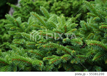 エゾマツ 55381200