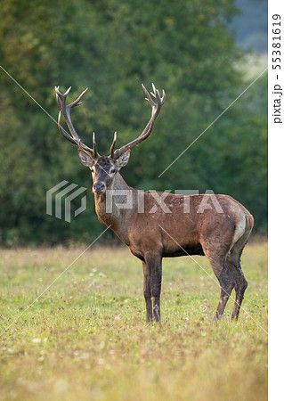 Portrait of red deer stag looking at camera on a green meadow in summer Portrait of red deer stag looking at camera on a green meadow in summer 55381619