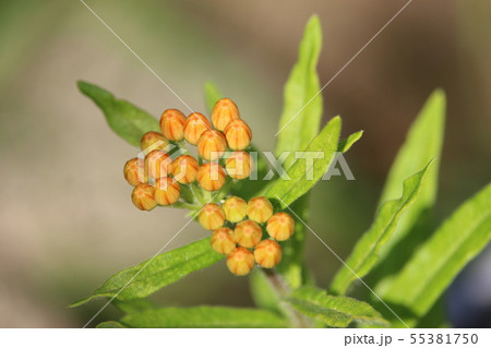 アスクレピアス 55381750