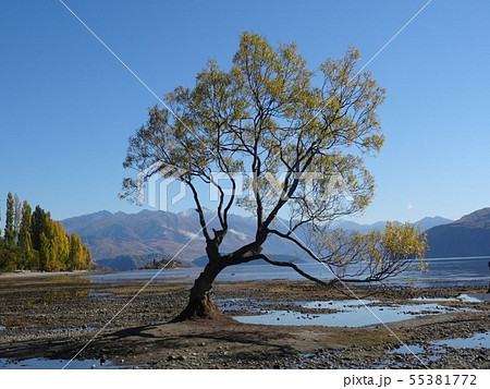 ワナカ ワナカ 55381772