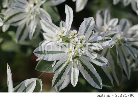 ハツユキソウ 55381790