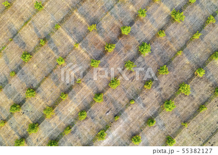 young green trees young green trees 55382127