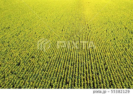 sunflower field 55382129