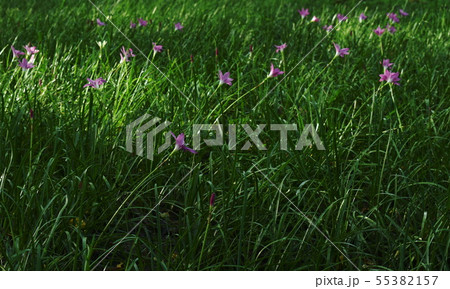 grass flower growing on field in garden grass flower growing on field in garden 55382157