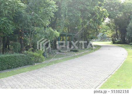landscape of tree and footpath in park on evening landscape of tree and footpath in park on evening 55382158