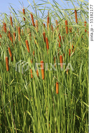 ヒメガマ 55382177