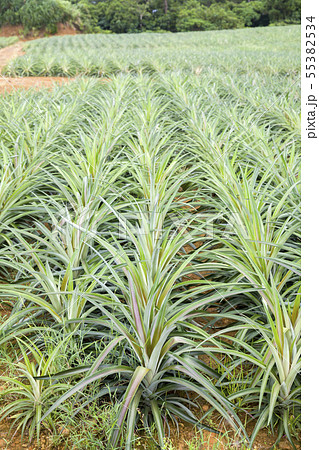 パイナップル畑 55382534