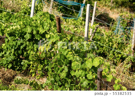 Green vineyard - Cinque Terre Liguria italy 55382535