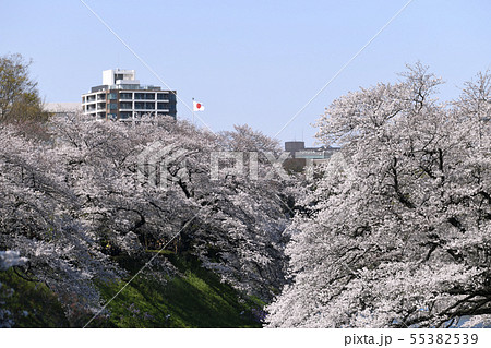 日本の東京都市景観 平成最後の千鳥ヶ淵の桜などを望む(奥に日の丸) 日本の東京都市景観 平成最後の千鳥ヶ淵の桜などを望む(奥に日の丸) 55382539