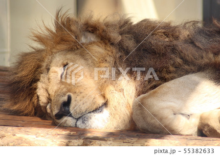 ライオン 55382633