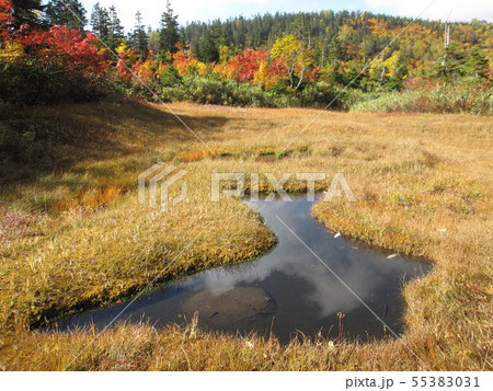 白馬山麓栂池自然園の秋 55383031