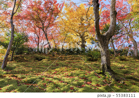 京都・常寂光寺・秋・紅葉 京都・常寂光寺・秋・紅葉 55383111