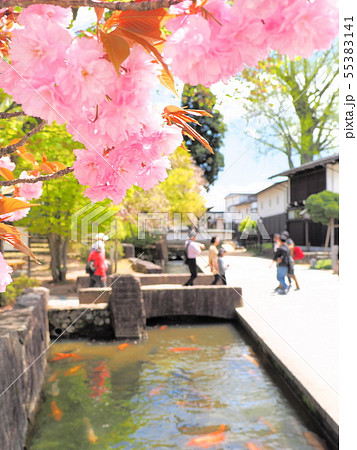 春の飛騨古川 情緒豊かな景観の瀬戸川と白壁土蔵街 春の飛騨古川 情緒豊かな景観の瀬戸川と白壁土蔵街 55383141