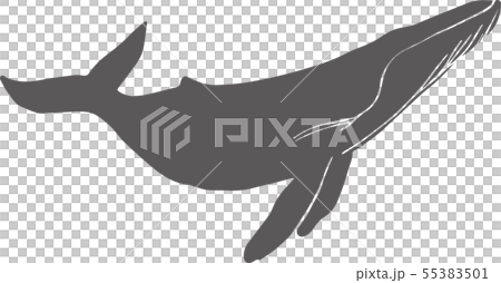 クジラアイコンイラスト 55383501