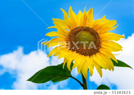 Sunflower on the blue sky background Sunflower on the blue sky background 55383623