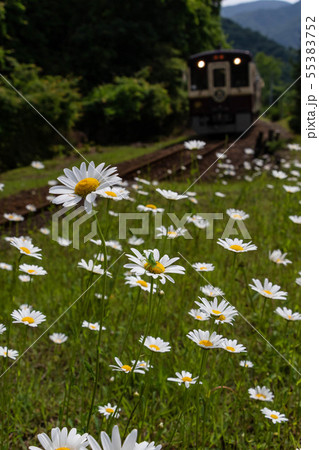 デイジーとショウリョウバッタ デイジーとショウリョウバッタ 55383752