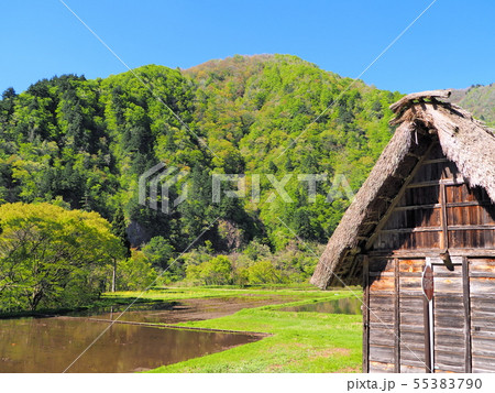 春の世界遺産五箇山菅沼合掌造り集落 55383790