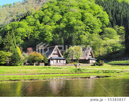 春の世界遺産五箇山菅沼合掌造り集落 55383837