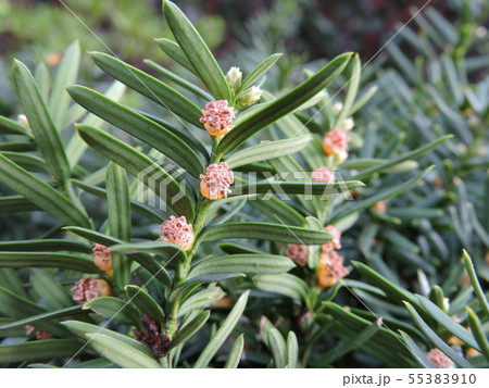 キャラボクの雄花 55383910