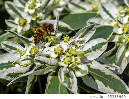 Flowers with bee. 55383969