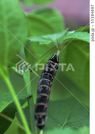 セスヂスズメの幼虫 55384697