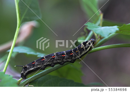 セスヂスズメの幼虫 55384698