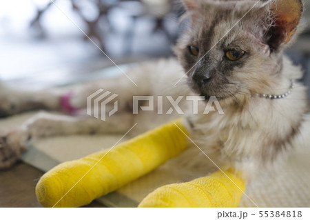 Senior cat with two broken legs is sitting with le Senior cat with two broken legs is sitting with le 55384818