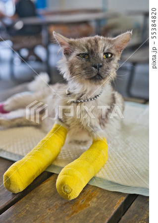 Senior cat with two broken legs is sitting with le Senior cat with two broken legs is sitting with le 55384820