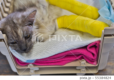 Senior cat with two broken legs is sitting with le 55384824