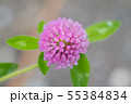 ムラサキツメクサ 55384834