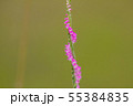 ネジバナ 55384835