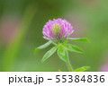 ムラサキツメクサB 55384836
