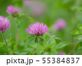 ムラサキツメクサC 55384837