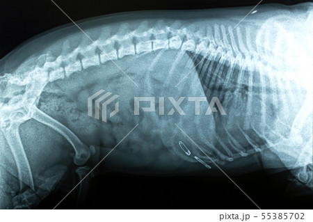 x-ray image dog ate pin in vet clinic x-ray image dog ate pin in vet clinic 55385702