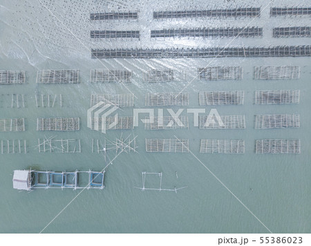 Aerial View of fish cage and oyster farm in Aerial View of fish cage and oyster farm in 55386023
