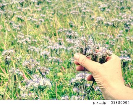 Purple Tansy field in countryside in hot summer 55386094