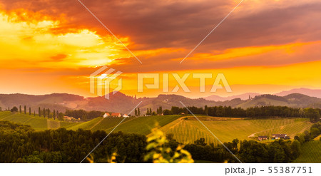 Panorama View at South Styria Vineyard fields in 55387751