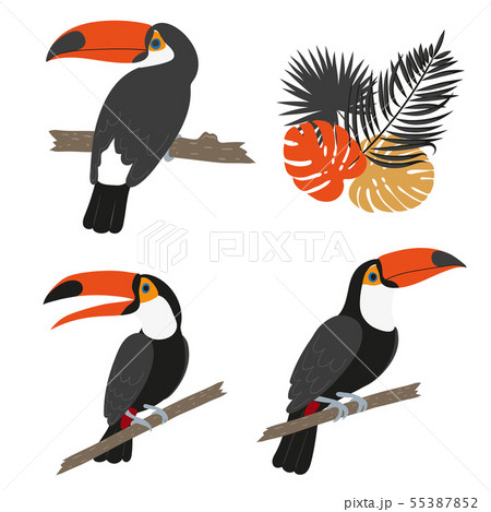 Toucan set. Vector illustration of tropical birds 55387852
