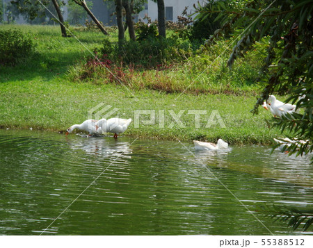 ギース 鵞鳥 ガチョウ 55388512