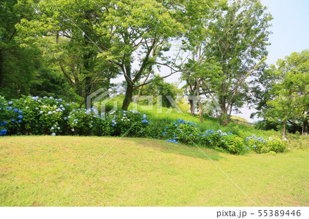 アジサイの花 アジサイの花 55389446