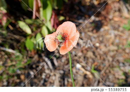 ポピーの花 55389755