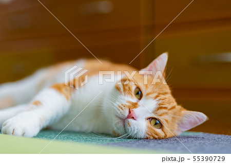 リビングでくつろぐ茶白ネコ リビングでくつろぐ茶白ネコ 55390729
