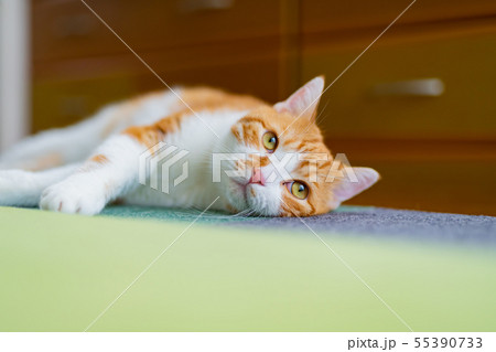 リビングでくつろぐ茶白ネコ リビングでくつろぐ茶白ネコ 55390733