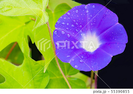 あさがお　夏の風物詩　夏イメージ 55390855