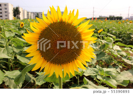 団地の傍にあるヒマワリ畑(2) 55390893