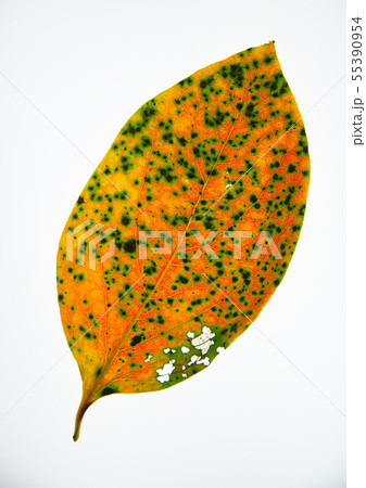 紅葉 白バック 紅葉 白バック 55390954