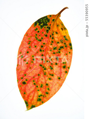 紅葉した葉 紅葉した葉 55390955