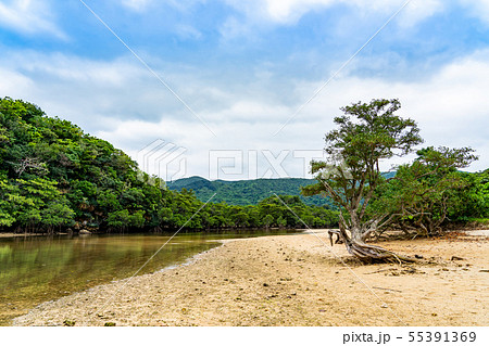 沖縄　石垣島　吹通川マングローブ群落 55391369