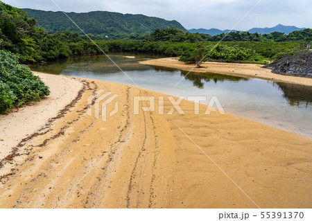 沖縄　石垣島　吹通川マングローブ群落 55391370